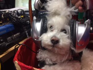 headphone radio penny